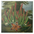 Search for engravings tiles Botanical