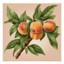 Search for vintage peach illustration posters Peaches
