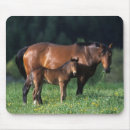Search for thoroughbred mouse mats Mare foal