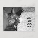 Search for cat on a bed postcards Funny