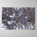 Search for berry posters Snow