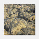 Search for seaweed magnets Green