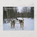 Search for sled dog postcards Winter