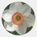 Search for spring daffodil stickers Garden