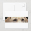 Search for yellow lab postcards Labrador retriever