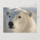 Search for hudson bay postcards Churchill