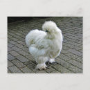 Search for silky postcards White