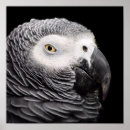 Search for african grey art Animal