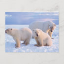 Search for pack postcards Fauna