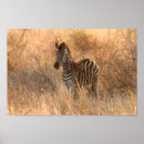 Search for zebra photo posters Wildlife