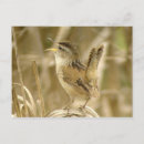 Search for wrens postcards Nature