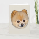 Search for pom dog cards Animals