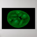 Search for chloroplast Cell