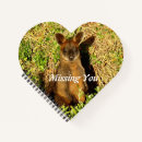 Search for wallabies Australia