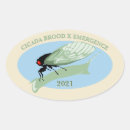Search for brood Cicadas