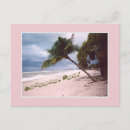 Search for stormy Palm trees