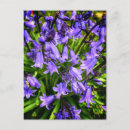 Search for bluebell flowers postcards Purple