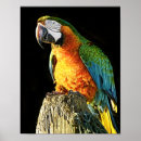 Search for bright animal art Orange