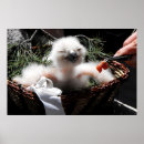 Search for christmas owl art Nature