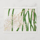 Search for dendrobium postcards Floral