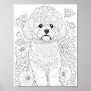 Search for frise posters Bichon
