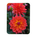 Search for red dahlia magnets Garden