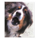 Search for border collie herding dog posters Pet