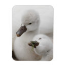 Search for mute magnets Wildlife