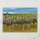 Search for ostriches Wildlife