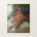 Search for draft horse Animals