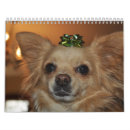 Search for chihuahua calendars Pets