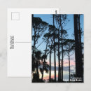 Search for pine tree postcards Sunset