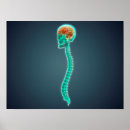 Search for spines posters Close up