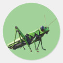 Search for grasshopper stickers Nature