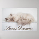 Search for cute baby kitten posters Photography