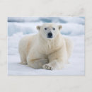 Search for greenland postcards Danita delimont