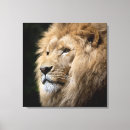 Search for african lion canvas prints Wild animal