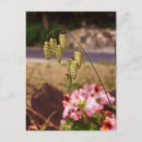 Search for weed vertical postcards Grass