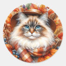 Search for ragdoll cat stickers Pet