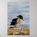 Search for dabble posters Superstock