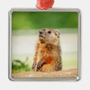 Search for woodchuck christmas tree decorations Mammal