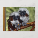 Search for tamarin postcards Animal