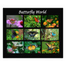 Search for fritillari art Floral