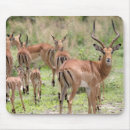 Search for impala mouse mats Wildlife