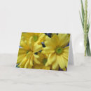 Search for yellow daisy cards Photography