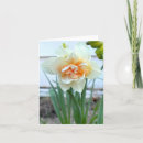 Search for white daffodil cards Garden