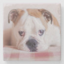 Search for english coasters Puppy