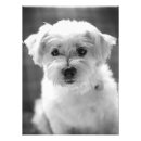Search for panting art Puppy
