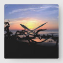 Search for driftwood clocks Ocean