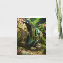 Search for angelfish Altum